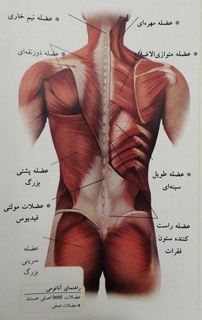 عضلات مرکزی