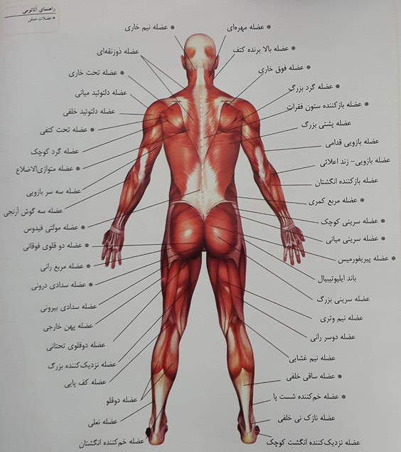 آناتومی عضلات
