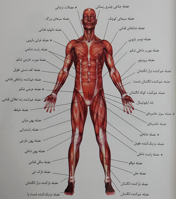 آناتومی عضلات